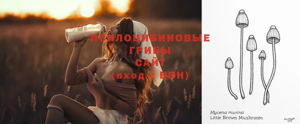 прущие грибы Медногорск